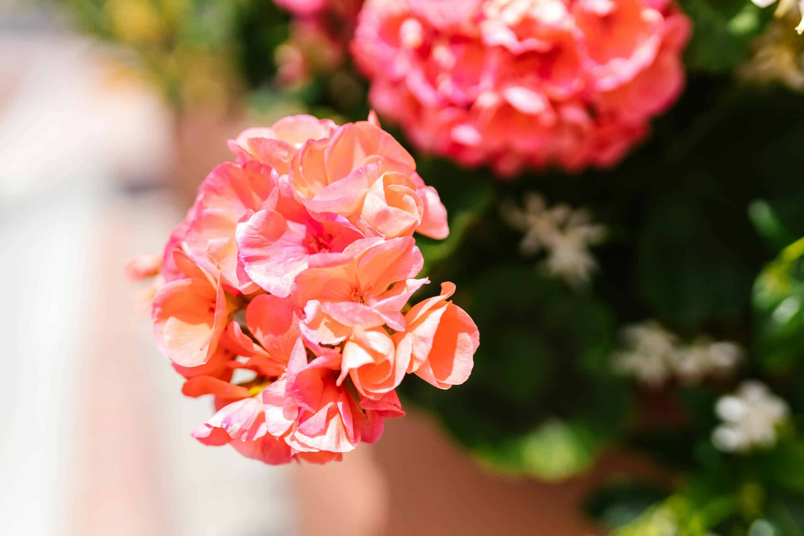 Close-up of vibrant pink geranium flowers in a sunlit garden setting, perfect for nature and botanical themes.