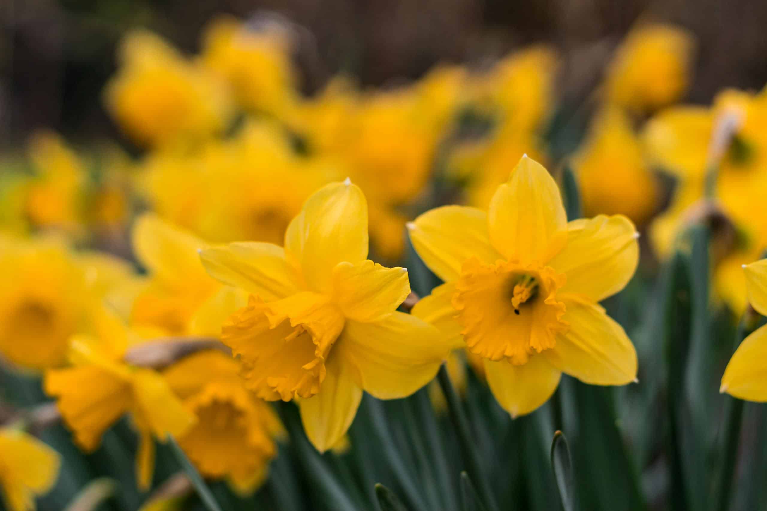 Close-up of vibrant yellow daffodils blooming in a garden, showcasing spring's beauty.