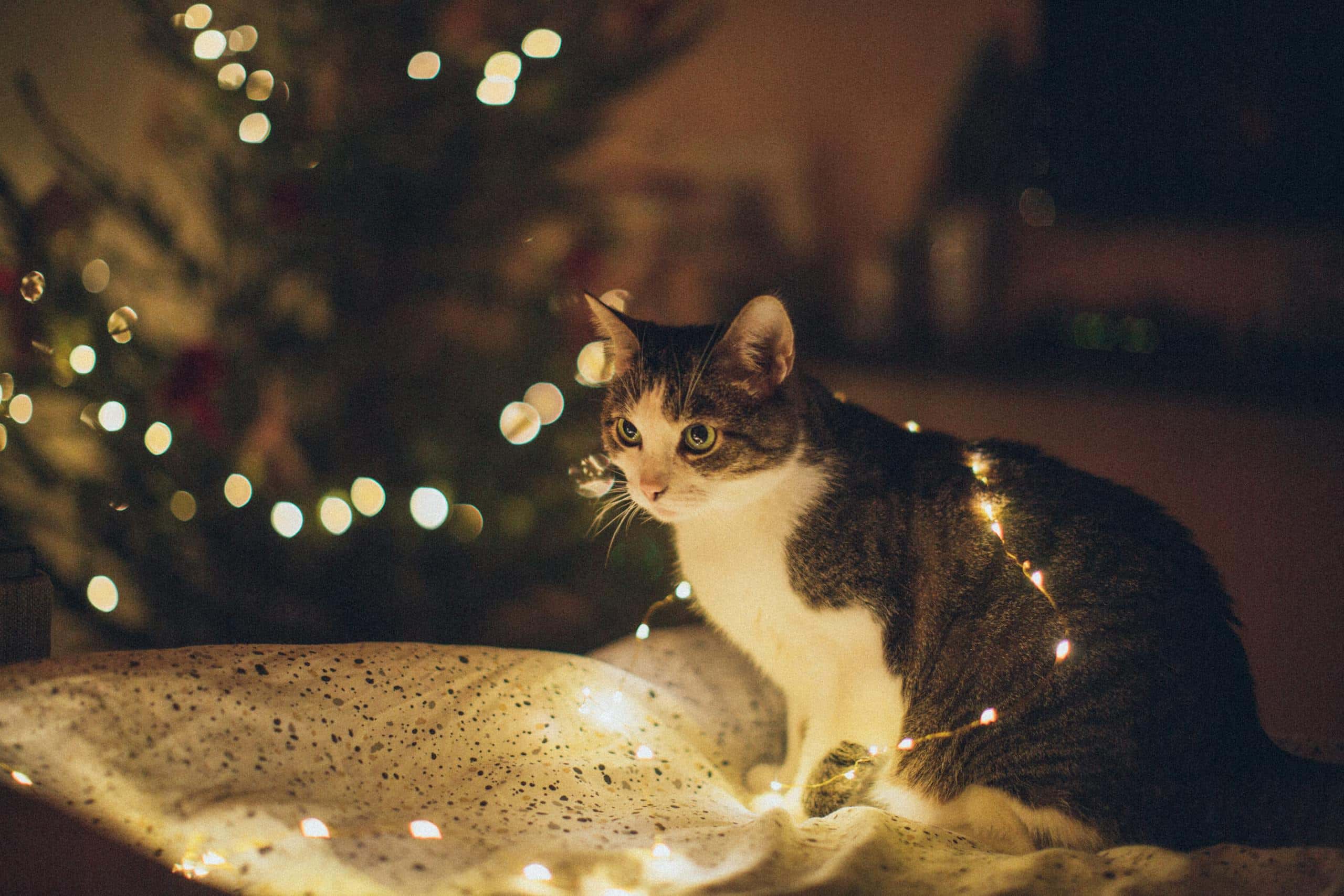 Cute domestic cat wrapped in glowing lights sitting indoors by a Christmas tree. Festive atmosphere.