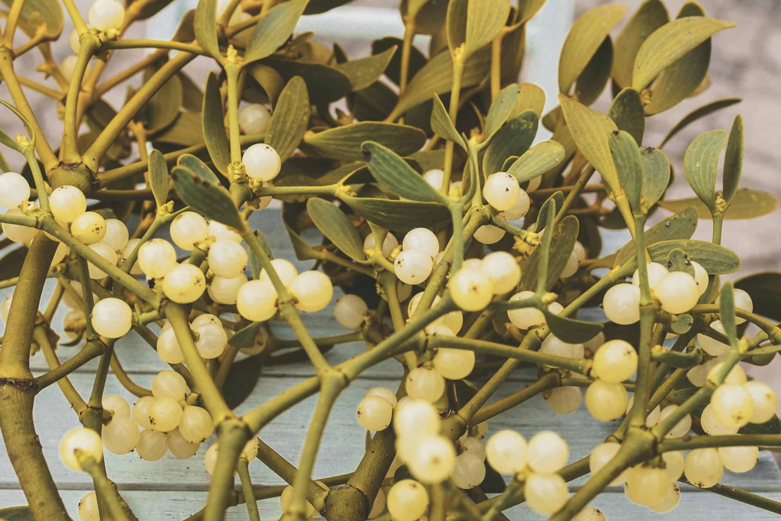 Detailed photo of mistletoe branches with white berries, symbolizing winter and holiday decor.