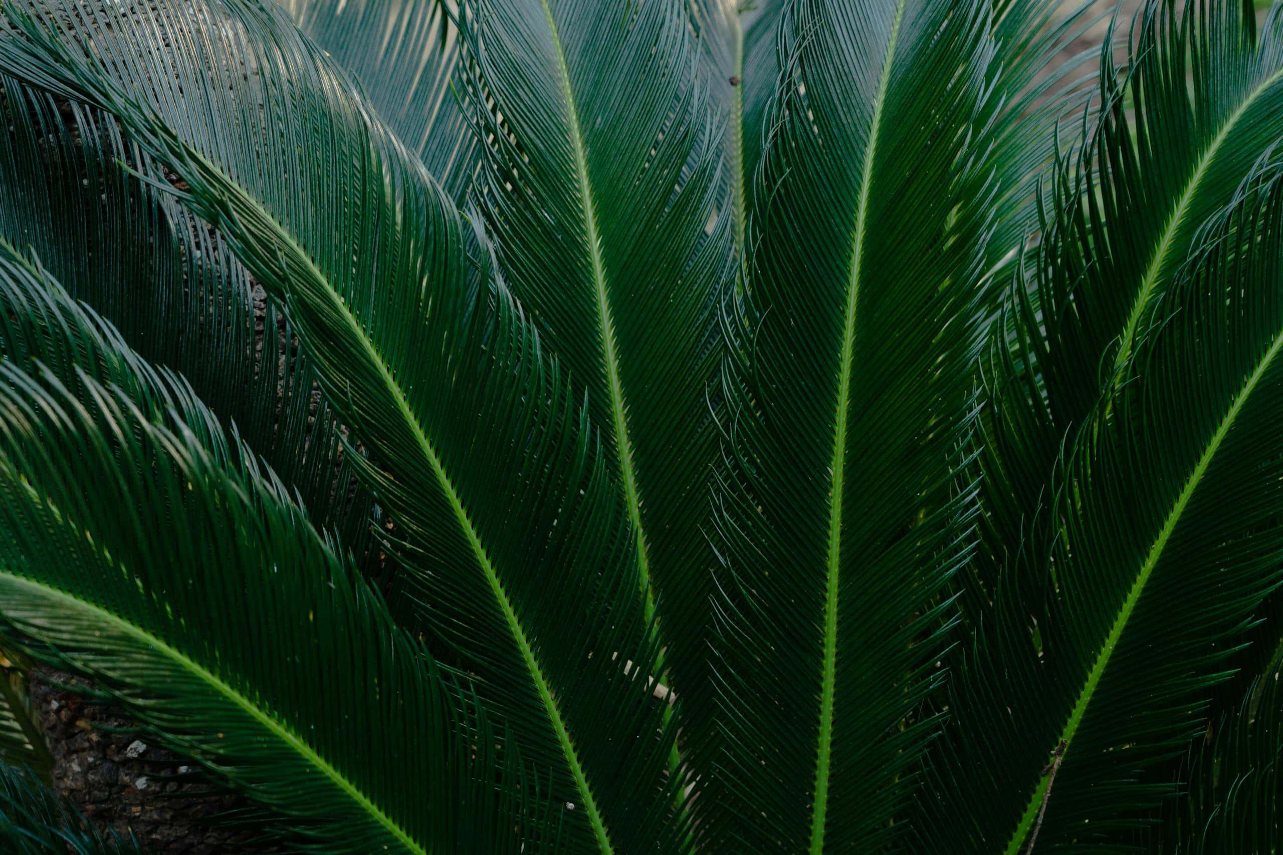 Detailed photograph of lush green sago palm leaves creating a natural pattern.