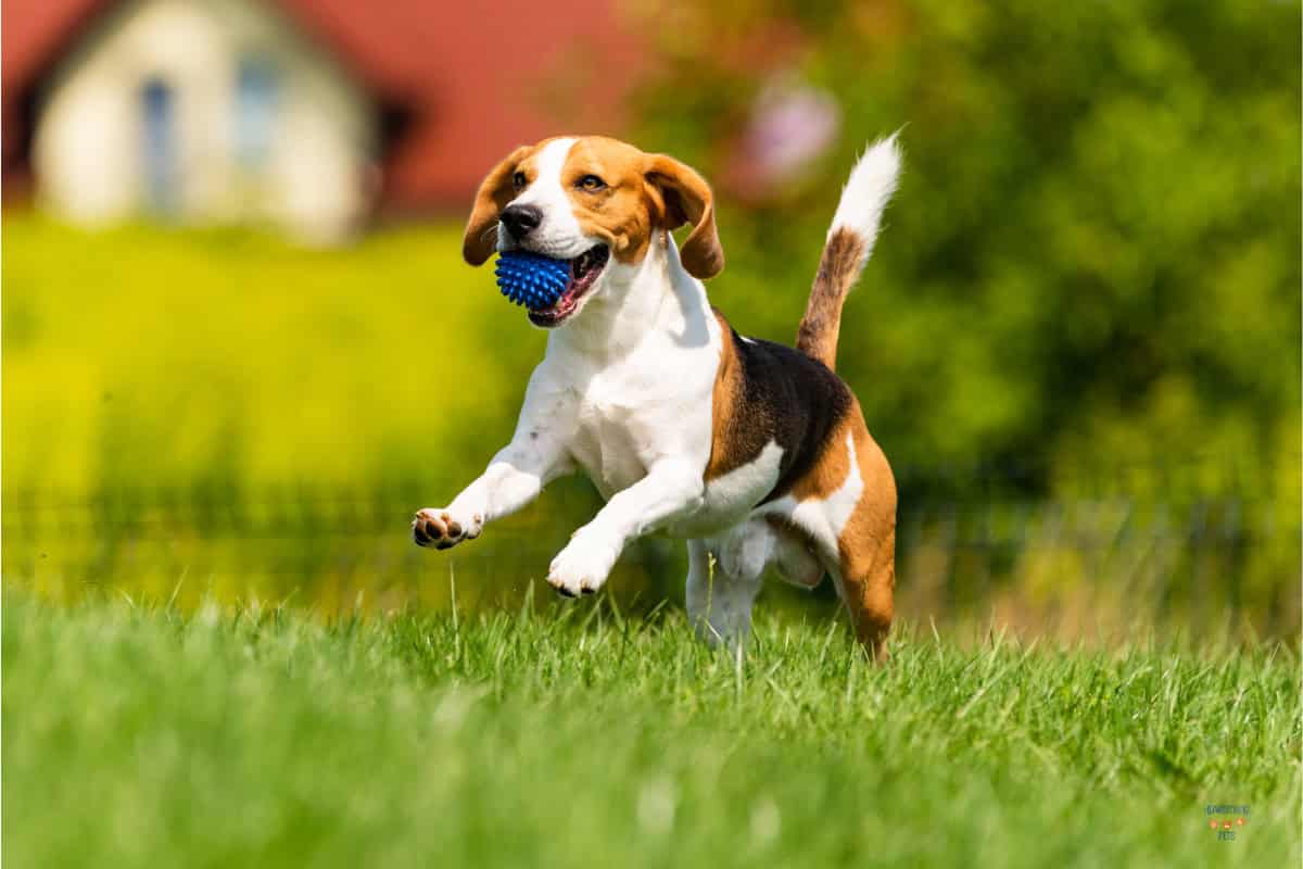 10 things you should know before you bring that shelter dog home