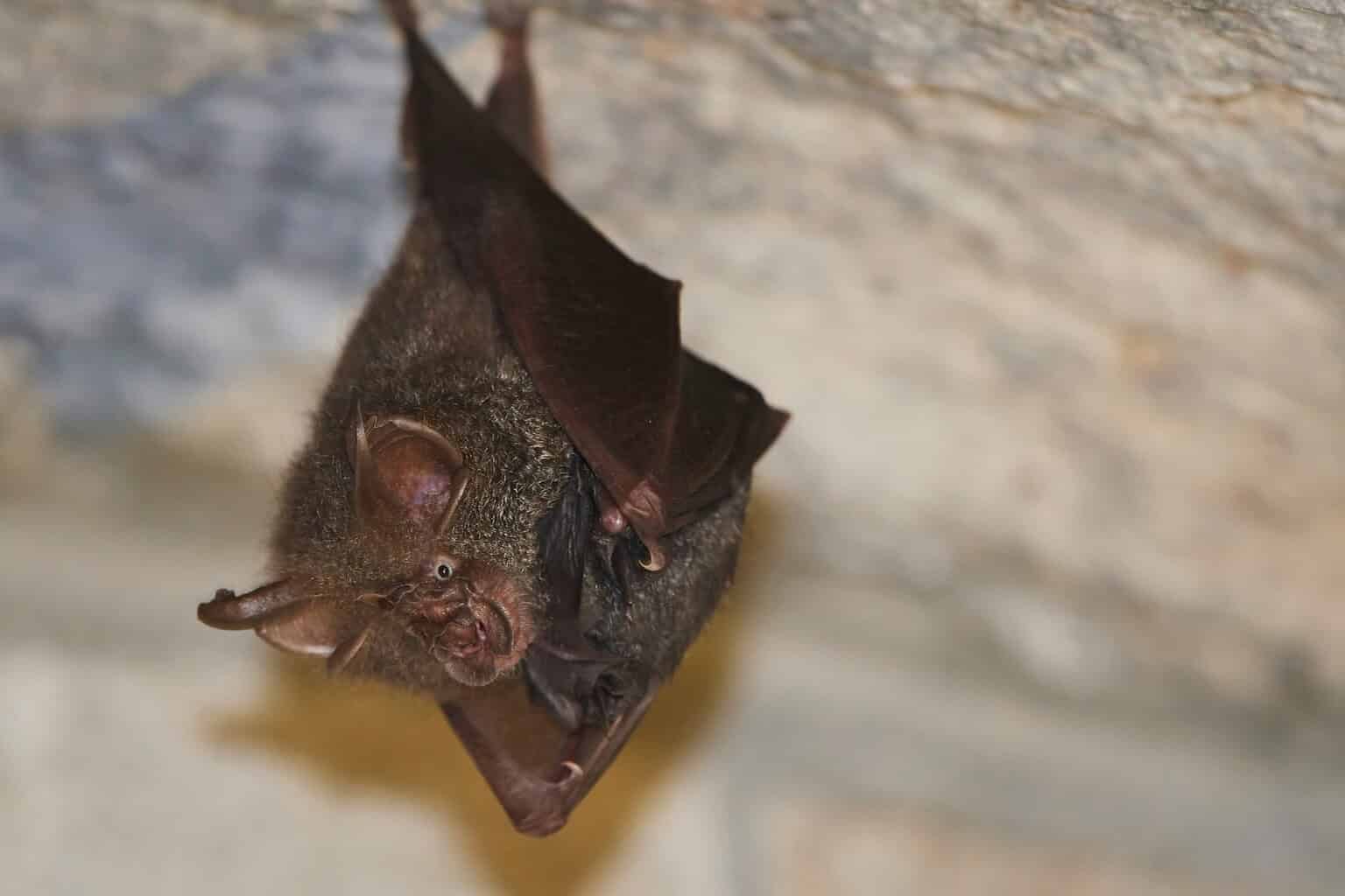 13 Bat Myths That Just Won’t Die—And the Truth Behind Them