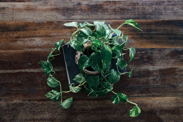 Top view of a lush green potted plant on a rustic wooden table surface.
