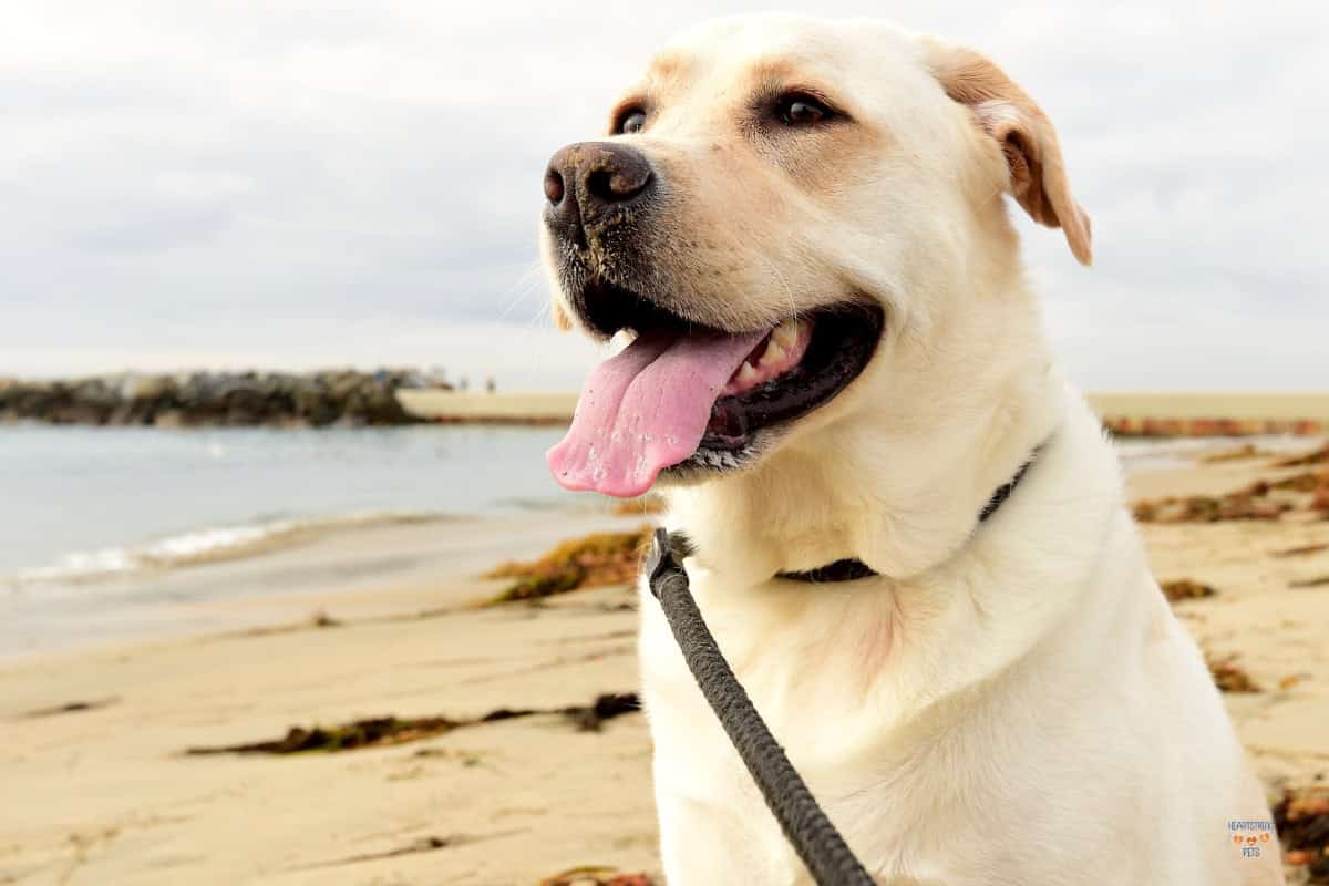 Think Your Lab Loves You? 15 Ways Labrador Retrievers Show Affection to their Family