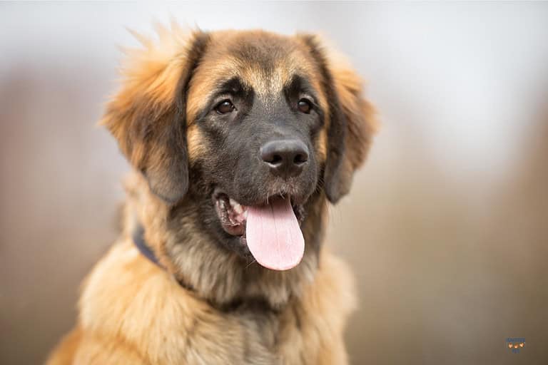 Love Big Dogs? These 11 Gentle Giants Were Made for Family Life