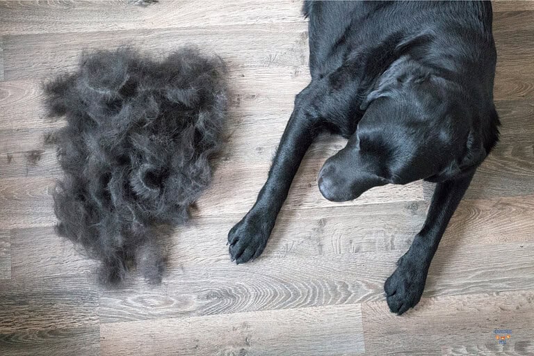 Warning: These 16 Dog Breeds Will Cover Your Life in Fur
