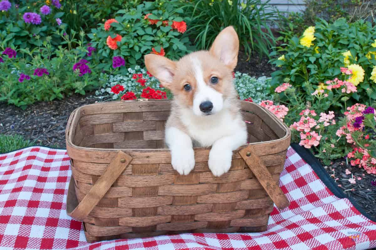 Tiny Dogs, Huge Hearts: 20 Breeds That Are Perfect for Small Spaces