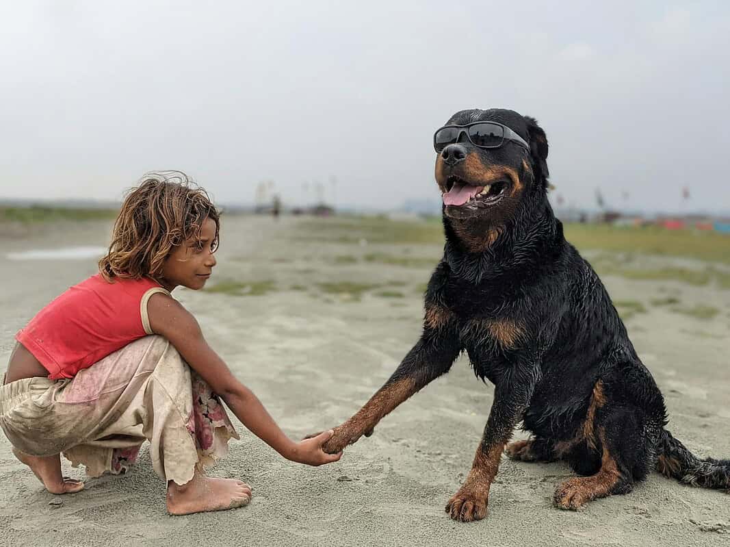 A playful moment with a child holding hands with a stylish Rottweiler outdoors.