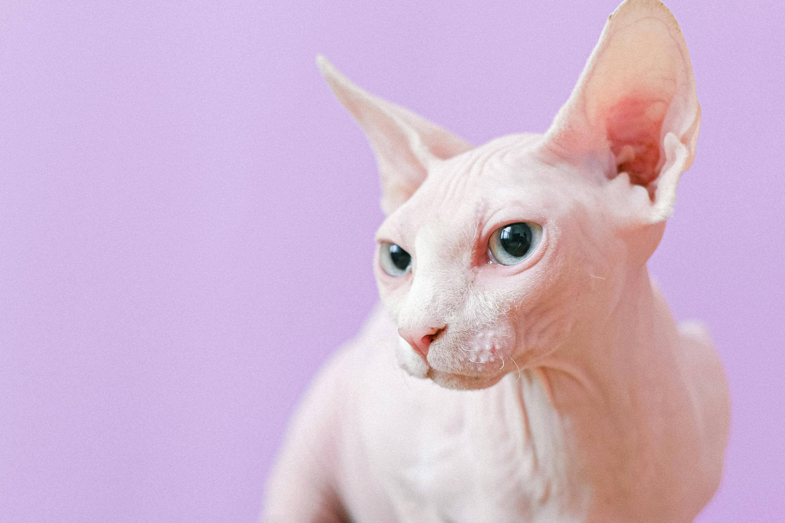 Close-up portrait of a sphynx cat against a soft violet background, showcasing its unique features.