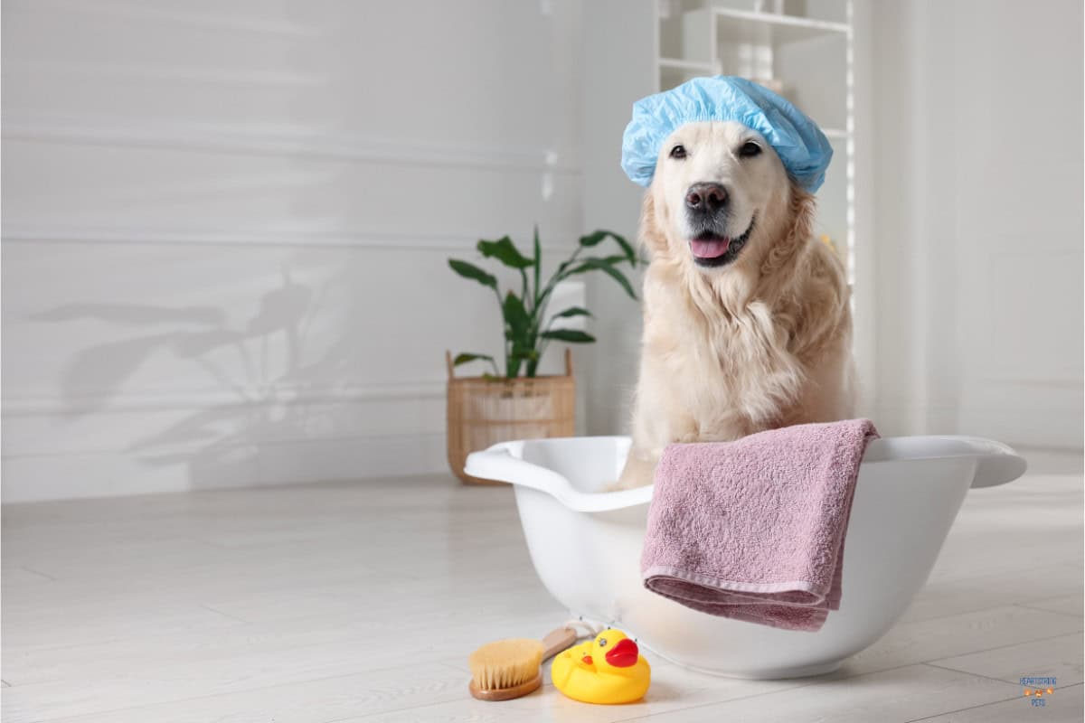 10 Must-Have Grooming Essentials for Dogs