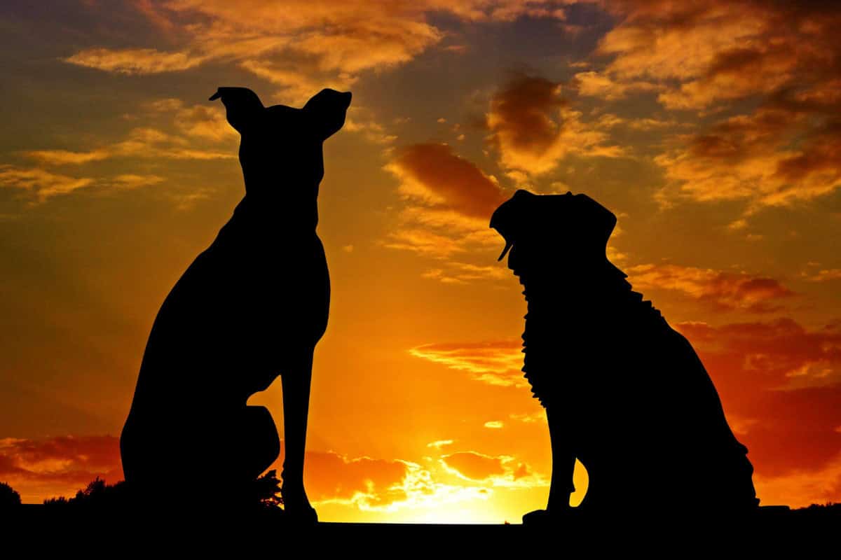 What No One Wants to Say about the Most Popular AKC Dog Breeds.