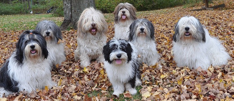 Here’s What Everyone is Missing about the 11 Least Popular AKC Dog Breeds.